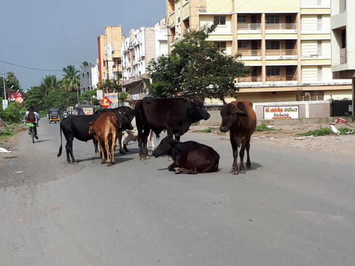 રખડતાં ઢોર પણ ચૂંટણી મુદ્દો બન્યાં:નેતાઓ નક્કી કરી લે કે ઢોર જરૂરી છે કે લોકોઃ પીડિત