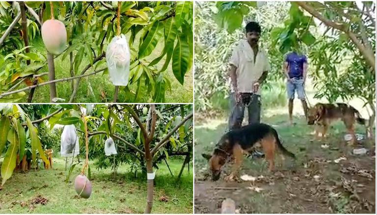 મિયાઝાકી મેંગો:MPના કપલે દુનિયાની સૌથી મોંઘી કેરીના આંબાનું રક્ષણ કરવા 4 ગાર્ડ અને 6 ડોગ્સ રાખ્યા, કિલો કેરીની કિંમત 2.5 લાખ